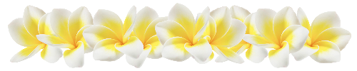 hawaiian plumeria